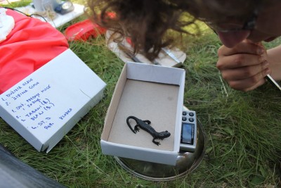 Weighing of salamanders